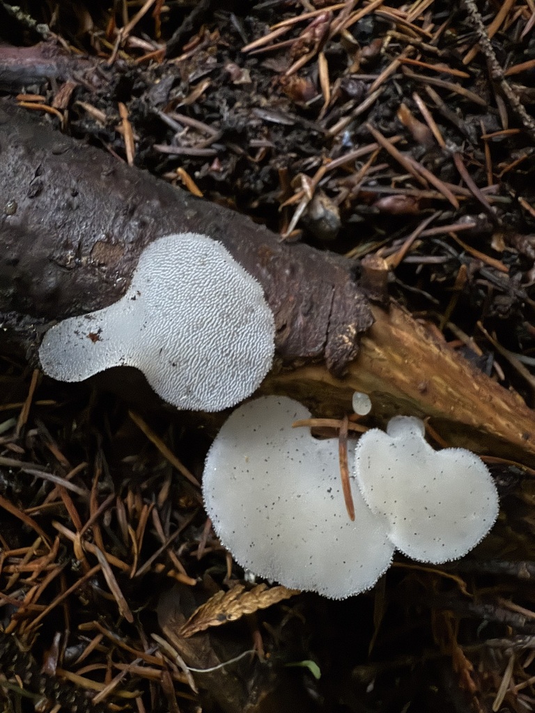 Pseudohydnum gelatinosum · November 2025 · photo: © michaelmckniff (iNaturalist, cc-by)