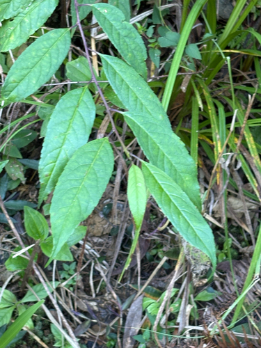 Ilex micrococca, photograph 2