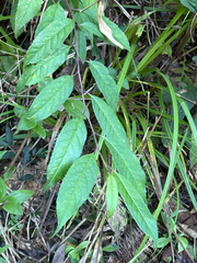 Ilex micrococca, photograph (c) 黃美滿, some rights reserved (CC BY)