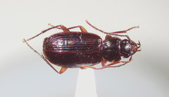 Badister transversus