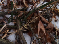 Elymus villosus
