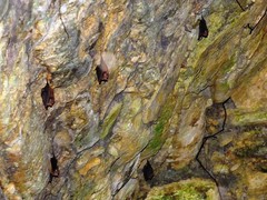 Peropteryx