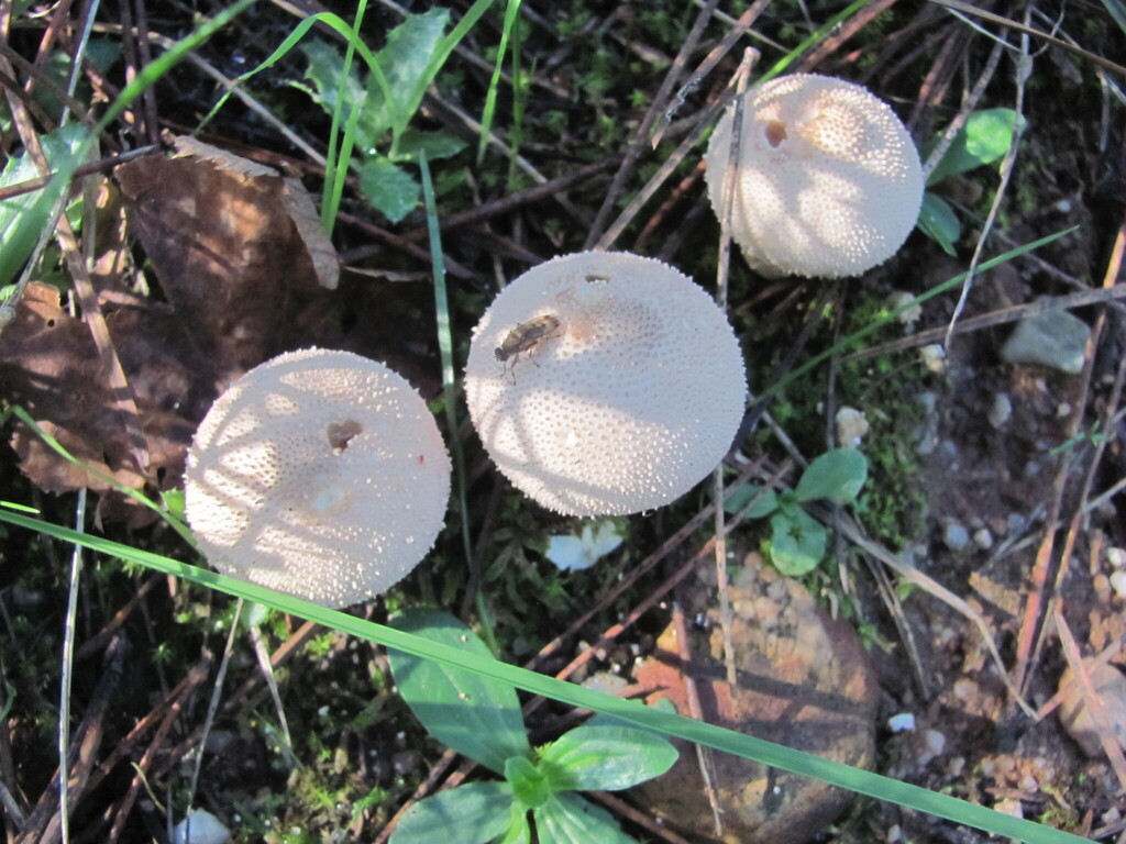 Lycoperdon perlatum · November 2025 · photo: © zebedeugalinha (iNaturalist, cc-by)
