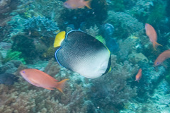 Chaetodontoplus mesoleucus