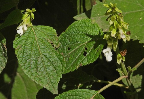 White Yunkasage (Salvia alba)