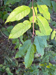 Ilex micrococca, photograph (c) 黃美滿, some rights reserved (CC BY)