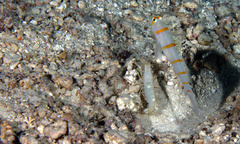 Amblyeleotris randalli