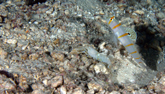 Amblyeleotris randalli