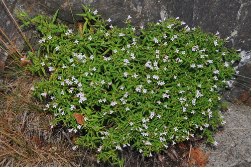 granite dome bluet (Houstonia longifolia)