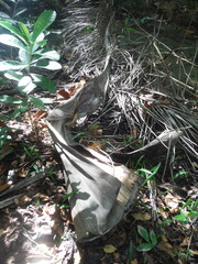 Roystonea borinquena