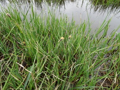 Carex aquatilis stans