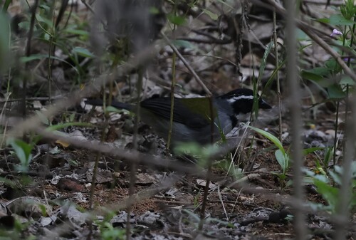 Maranon Sparrow (Arremon nigriceps), photo 3