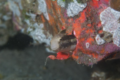 Petroscirtes breviceps