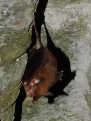 Peropteryx