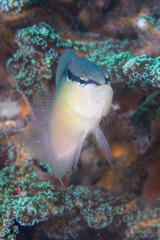 Pseudochromis perspicillatus