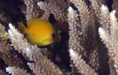 Ctenochaetus cyanocheilus