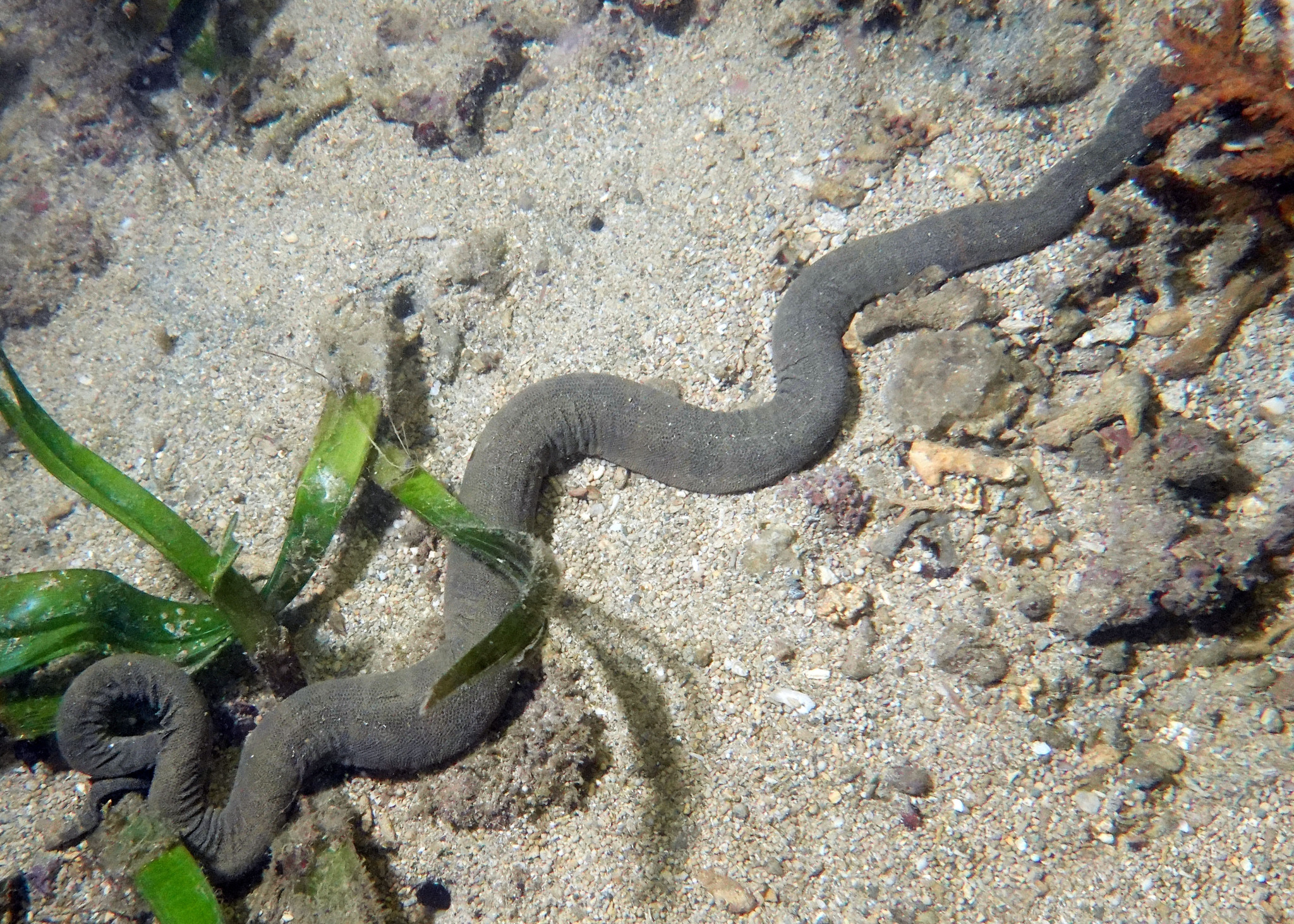 Acrochordus granulatus (Schneider, 1799)