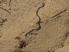 Leptotyphlopidae