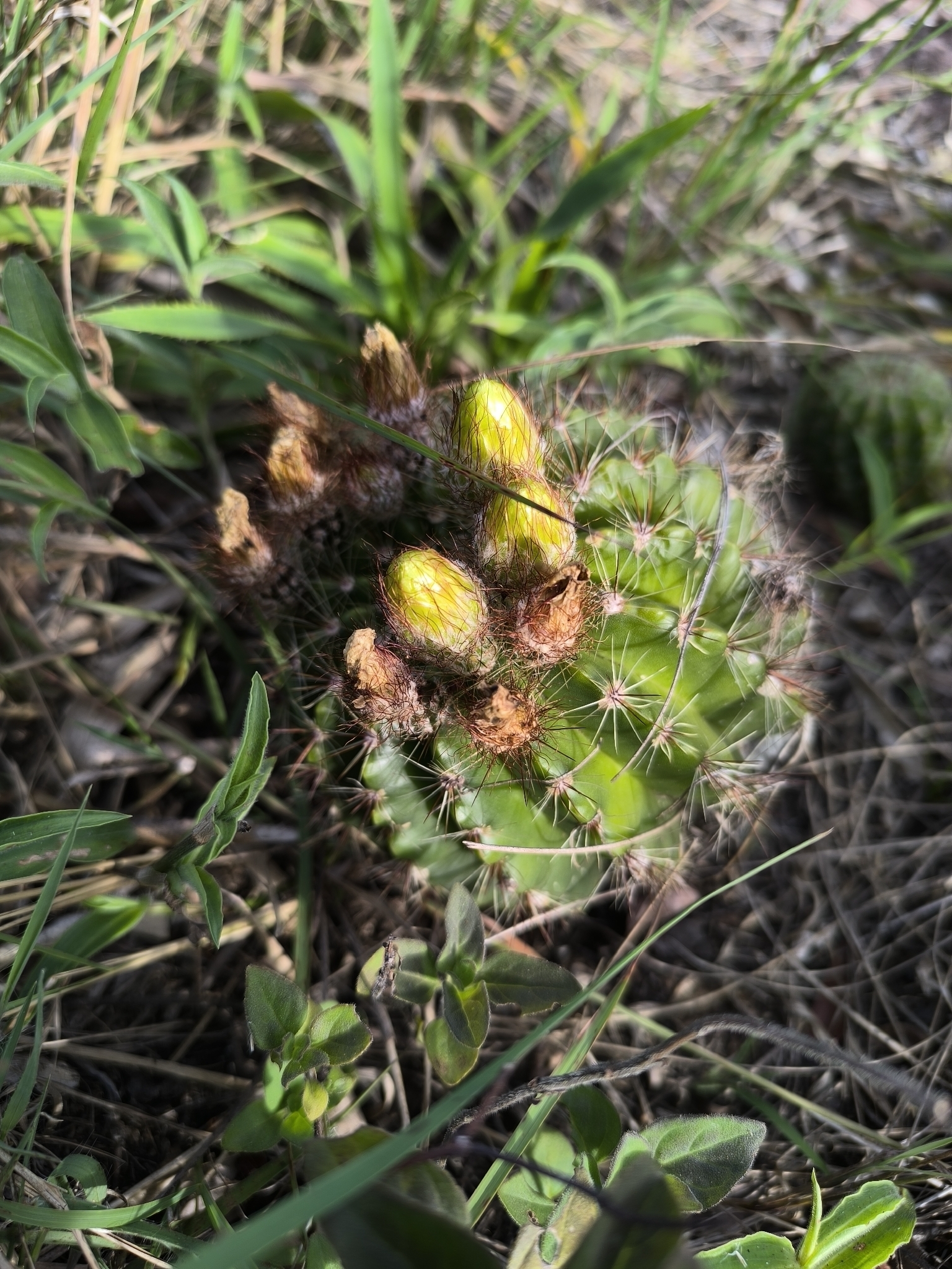 Parodia linkii