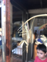 Coptopteryx gayi