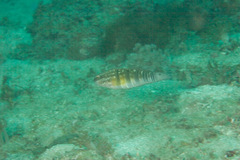Amblygobius phalaena