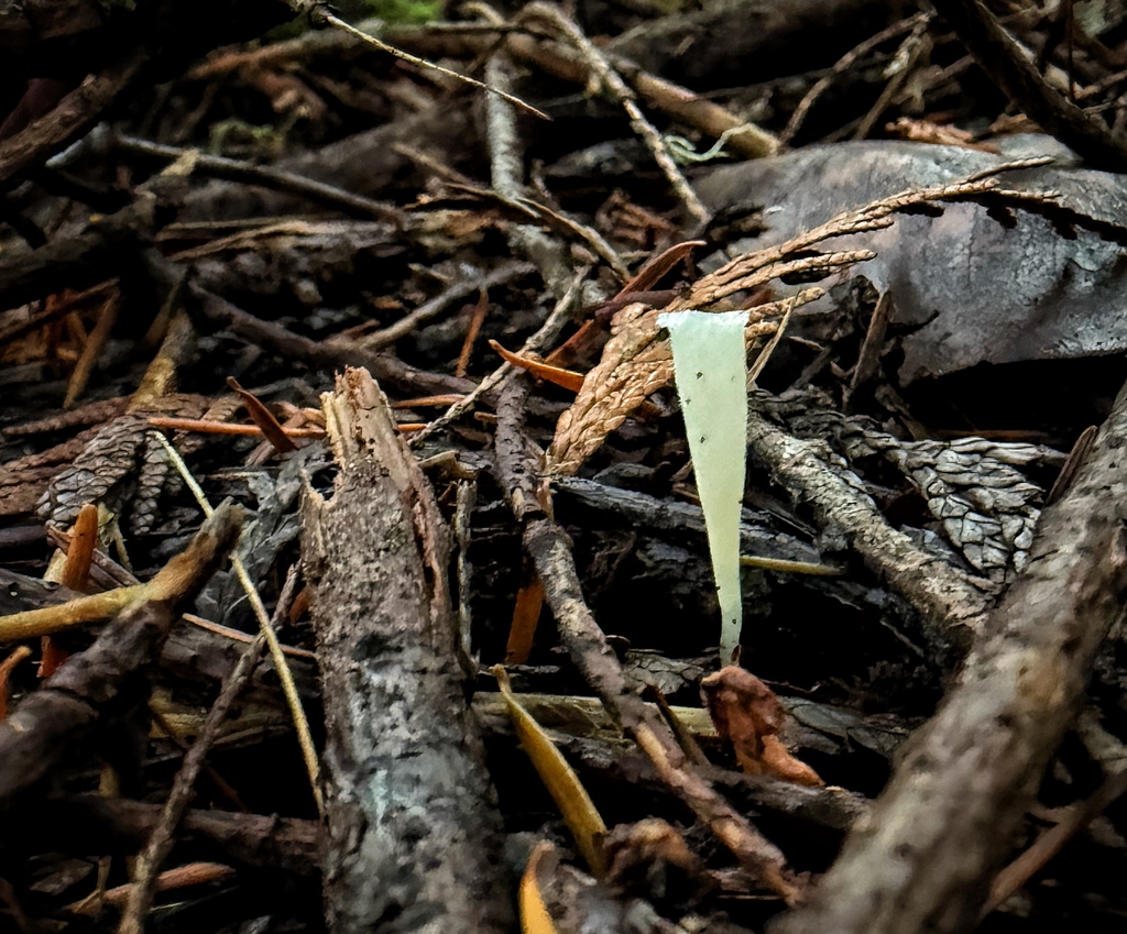 Clavicorona taxophila · November 2025 · photo: © michaelmckniff (iNaturalist, cc-by)