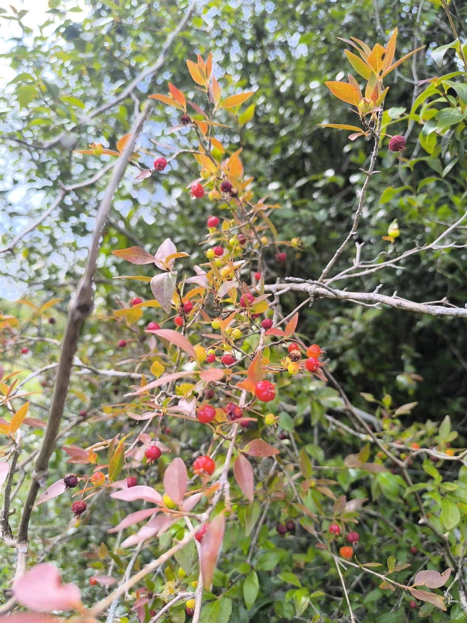 Eugenia uniflora