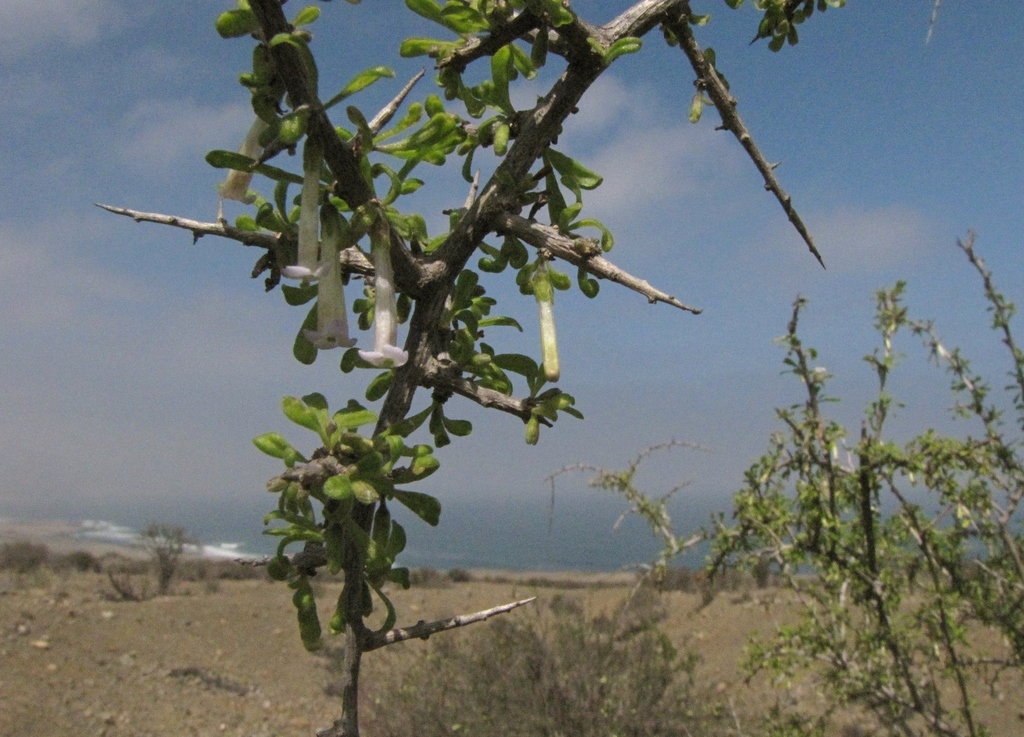 Lycium leiostemum