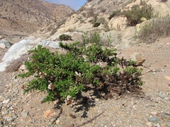 Heliotropium taltalense