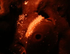 Hermodice carunculata