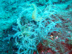 Macrorhynchia philippina