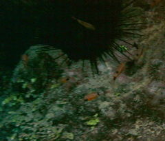 Apogon townsendi