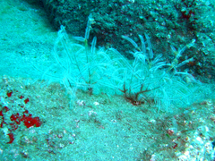Macrorhynchia philippina