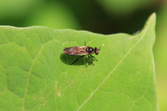 Eudioctria sackeni