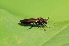 Eudioctria sackeni