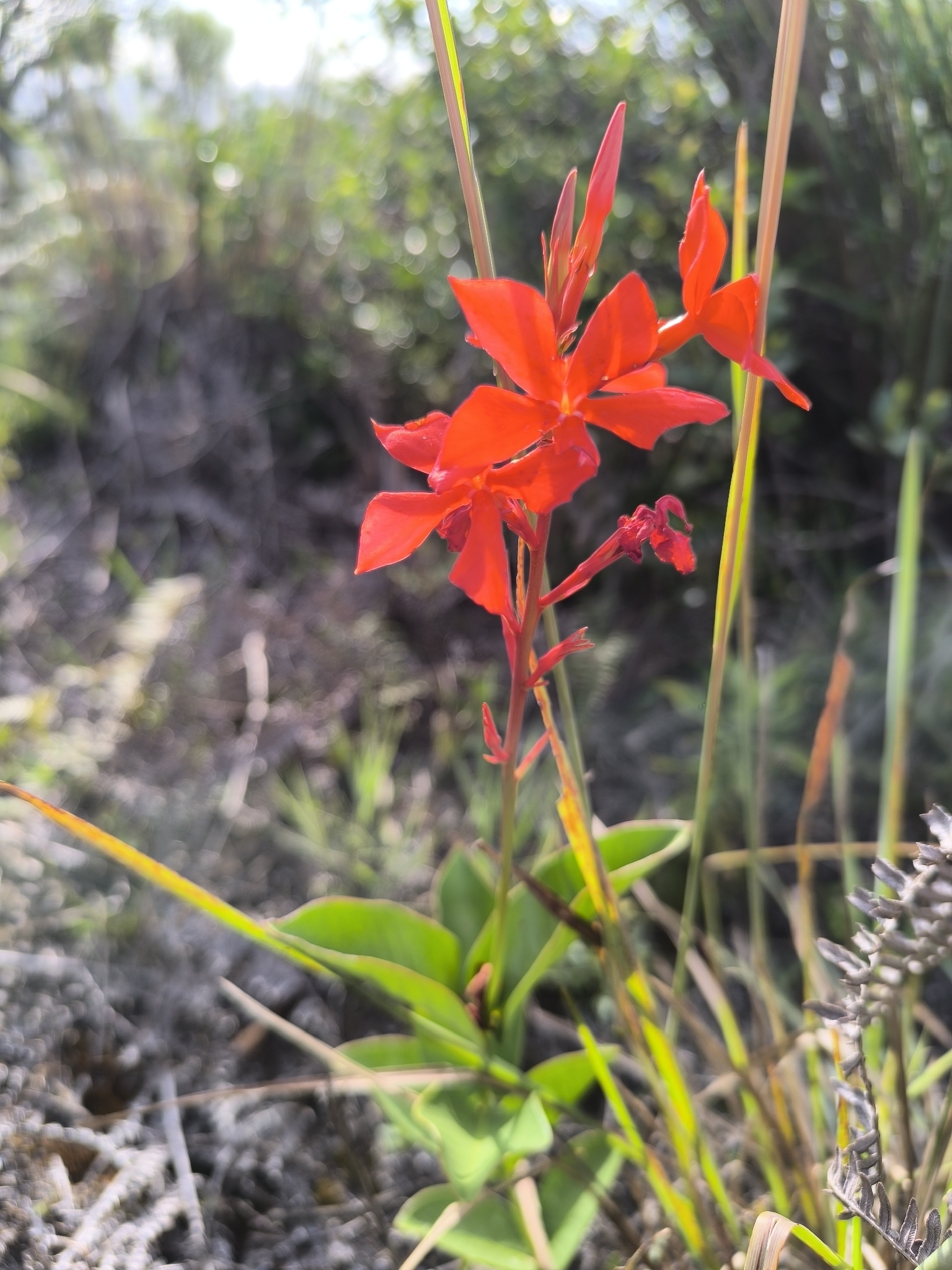 Mandevilla coccinea