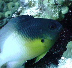 Stegastes partitus
