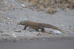Varanus komodoensis