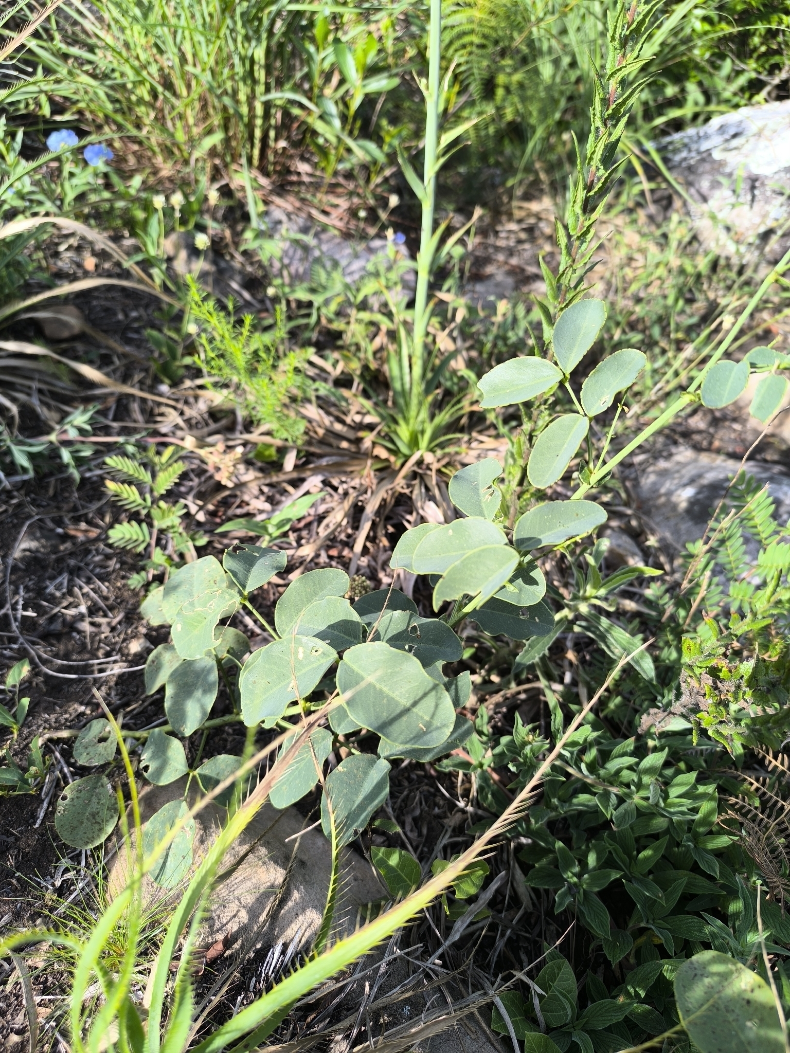Poiretia latifolia