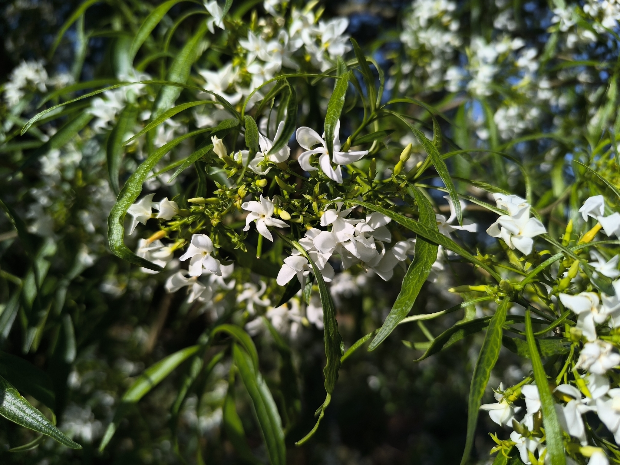 Tabernaemontana catharinensis