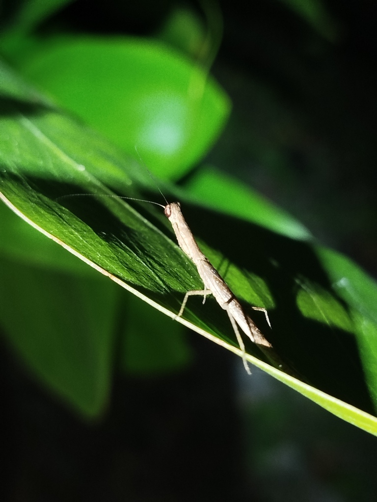 Galepsus cliquennoisi