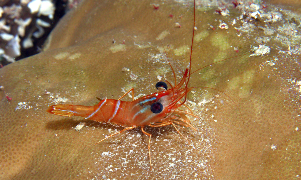 Uniform Hinge-Beak Shrimp