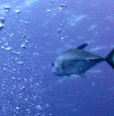 Caranx lugubris