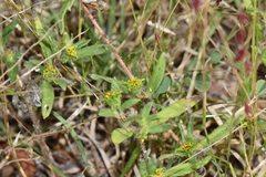 Melampodium sericeum