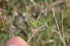 Melampodium sericeum