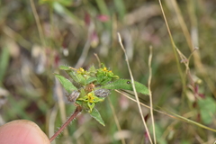 Melampodium sericeum
