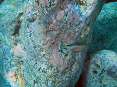 Canthigaster capistrata