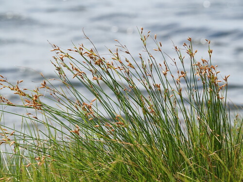 Rusty fimbristylis (Fimbristylis sieboldii)