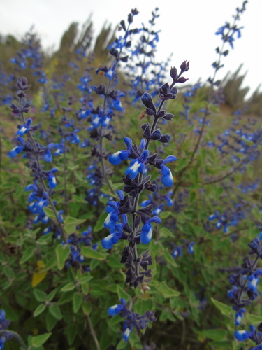 Salvia del cerro