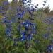 Salvia cuspidata gilliesii - Photo (c) “Juan de los Zorros”, algunos derechos reservados (CC BY-NC), subido por “Juan de los Zorros”